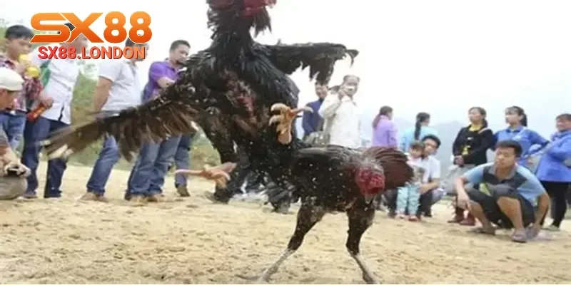 Đá gà cựa dao sẽ đem đến những trận chiến nảy lửa nhất