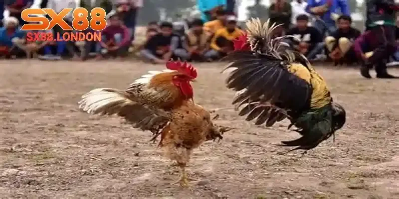 đá gà cựa dao