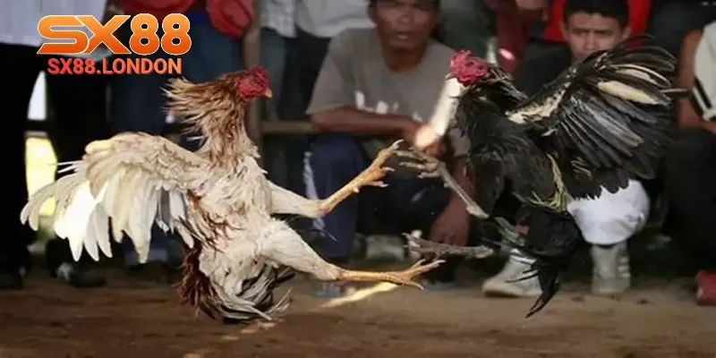đá gà đòn