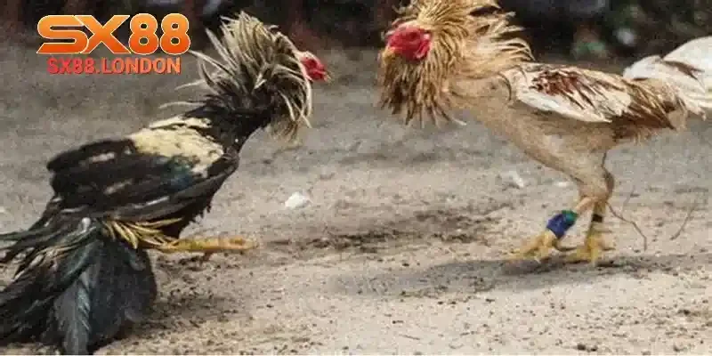 Lịch sử cược phải nắm rõ ràng để sử dụng