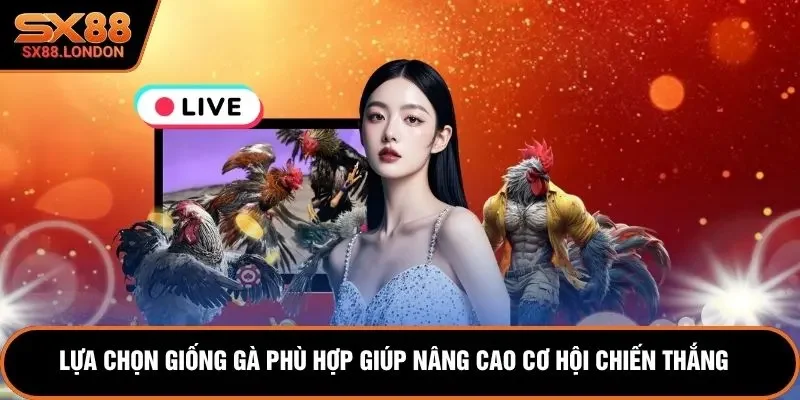 Lựa chọn giống gà phù hợp giúp nâng cao cơ hội chiến thắng