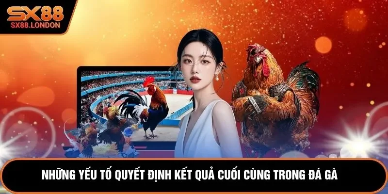 Những yếu tố quyết định kết quả cuối cùng trong đá gà